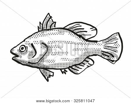 Retro Cartoon Style Drawing Of A Spikey Bass , A Native Australian Marine Life Species Viewed From S