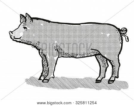 Retro Cartoon Style Drawing Of A Berkshire Sow Or Boar, A Pig Breed Viewed From Side On Isolated Whi