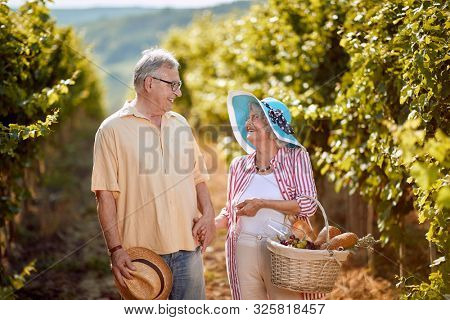 Wine and grapes. Harvesting grapes. Smiling senior man and woman gather harvest grapes in vineyard
