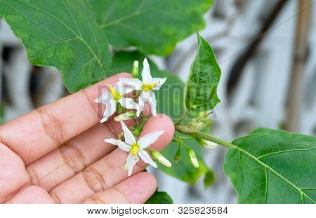 Vegetable And Herb, Gardener Holding Eggplant Or Aubergine Blossoms For Takig Care A Kitchen Garden.