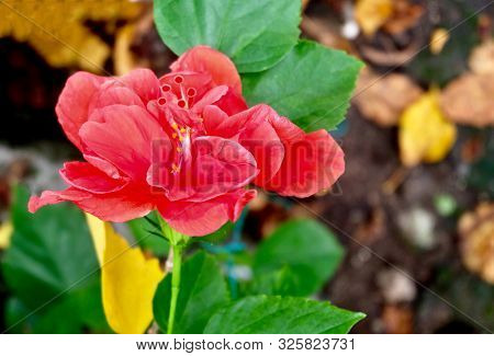 Beautiful Flower, A Fresh Red Hibiscus Flowers Or Bunga Raya On Green Leaves Blooming In Green Garde