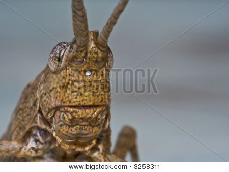 Grasshopper twarz