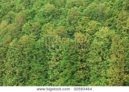 sfondo foresta di Cryptomeria conifera, Giappone