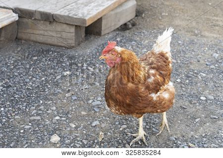 One Red Hen Alive In A Rural Yard On The Street. Poultry For A Walk In The Yard.