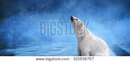 Polar Bear,snowflakes And Sky.winter Landscape With Animals, Panoramic Mock Up Image