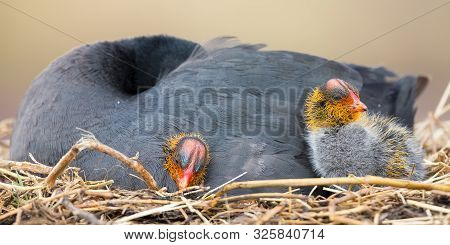 Red Knobbed Coot Sitting On A Nest With Two Chicks Protecting