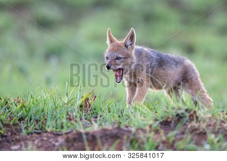 Lone Black Backed Jackal Pup Standing In Short Green Grass To Explore The World