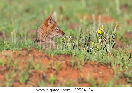 Lone Black Backed Jackal Pup Sitting In Short Green Grass Explore The World