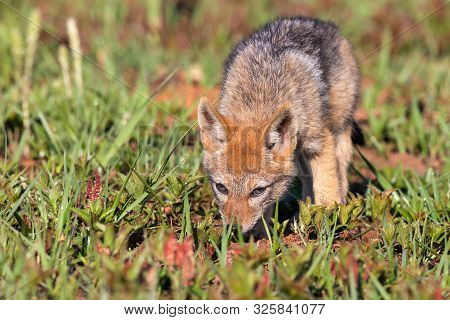 Lone Black Backed Jackal Pup Standing In Short Green Grass To Explore The World