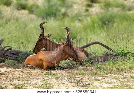 Red Hartebeest, Alcelaphus Buselaphus Caama, In Kalahari, Green Desert After Rainy Season. Kalahari 