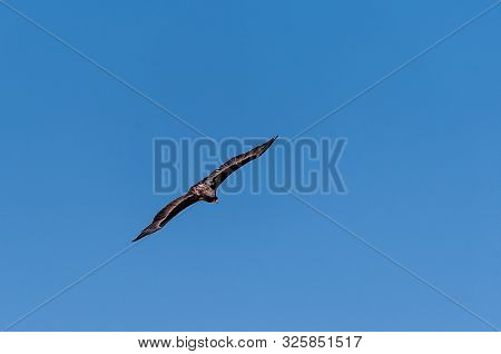 A White-headed Vulture -trigonoceps Occipitalis- Circling Over Etosha National Park, Namibia.