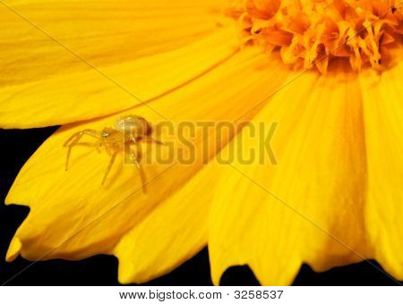 Fleur et Spider