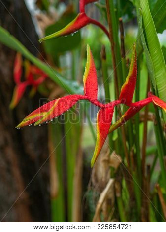 Heliconia Rostrata - Bright Red Flowers On A Tree In Thailand