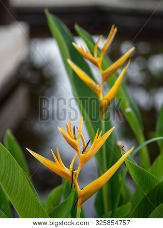 Heliconia Rostrata - Bright Yellow Flowers On A Tree In Thailand