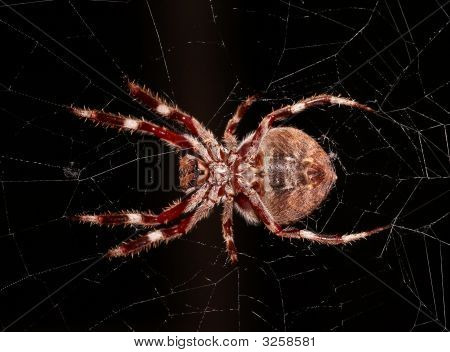 Orb tissage Spider