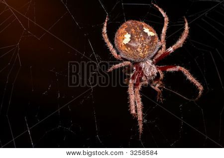 Orb tissage Spider