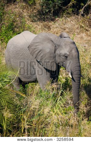 Elefant