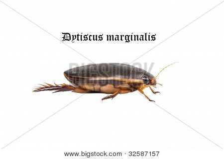 Yüzen böcek (Dytiscus marginalis) su