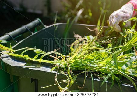 Green Bin Container Filled With Garden Waste. Hands Wearing Gardening Gloves Doing Spring Clean Up I