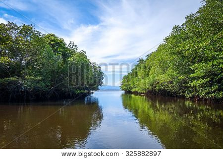 Mangrove Swamp In Nusa Lembongan Island, Bali, Indonesia