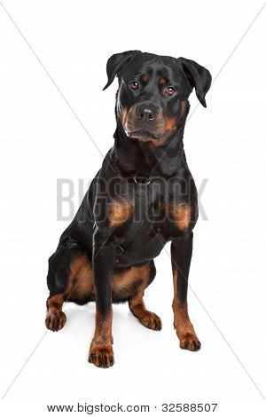 Rottweiler