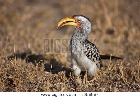 Yellow-Billed Hornbill