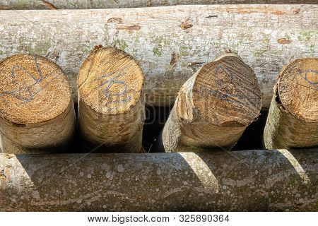 Trunks On A Pile
