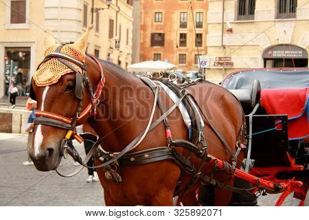 A Bown Walking Horse In The Centre Of Rome, Italy. Sightseeing Horse-drawn Vehicle. Horse For Walks 