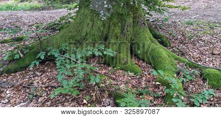 Photo Of Old Mossy Stump In Forest