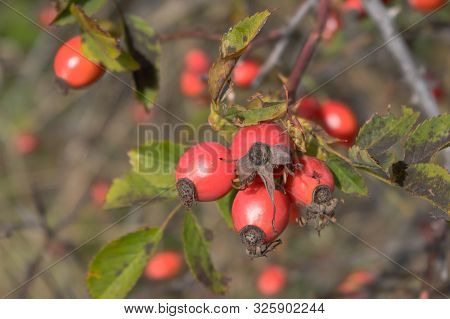 Rosehip, Rose-hip Fruit, Latin Name Fructus Cynosbati.