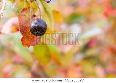 Chokeberry Bush With Mature Chokeberry Berries In Autumn