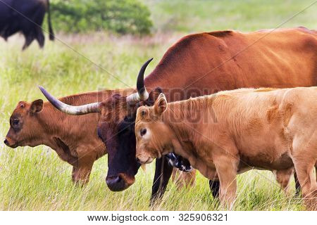 Texas Longhorn Heifer And Calf In The Wichita Mountains Wildlife Refuge, Oklahoma