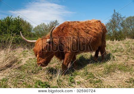 Highland Kuh im Wintermantel