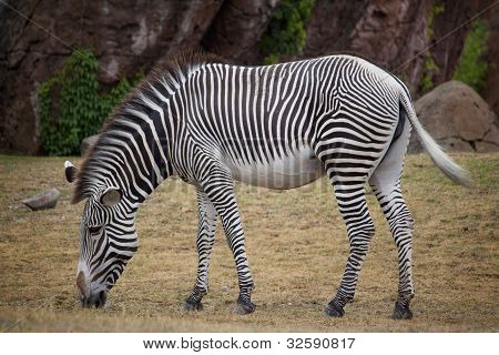 Zebra Weiden