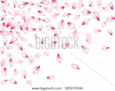Japanese Cherry Blossom Pink Flying Petals Windy Blowing Background. Garden Bloom Parts. Natural Mar