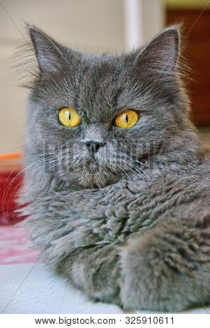 Persian Cat With Yellow Eyes, Portrait Image.
