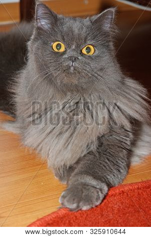 Persan Cat With Yellow Eyes, Close Image.