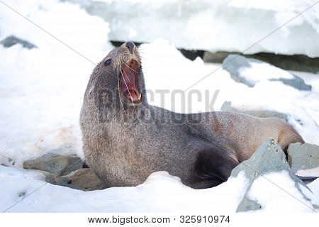 The Antarctic Fur Seal With Opening Mouth Sitting On The Snow, Argentine Islands Region, Galindez Is