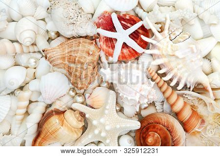 Seashell abstract background with a large collection of shells and oyster pearls. Flat lay.