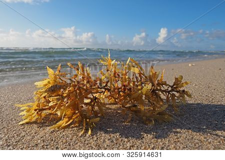 Seaweed Washed Up On The Beach In Miami Beach, Florida.