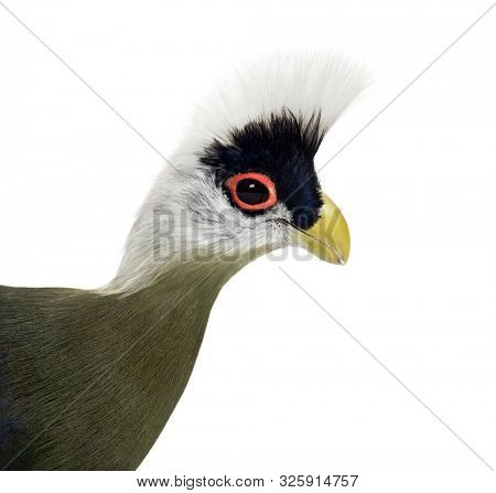 Close-up of a White-crested turaco, Tauraco leucolophus against white background