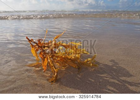 Seaweed Washed Up On The Beach In Miami Beach, Florida.