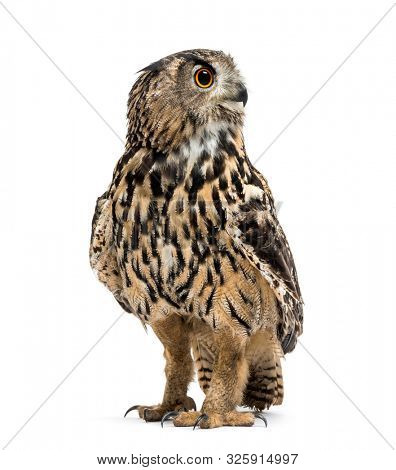 Eurasian eagle-owl, Bubo bubo, is a species of eagle-owl standing against white background