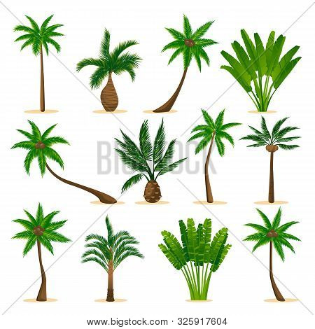 Tropical Coconut Palm Trees Set, Isolated On White Background. Vector Flat Cartoon Illustration. Jun