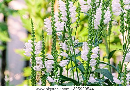 White Physostegia Virginiana, Crown Of Snow, Bushes Of Wild White Flowers, Crystal Peak White.