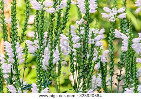 White Physostegia Virginiana, Crown Of Snow, Bushes Of Wild White Flowers, Crystal Peak White.