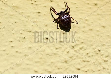 The Picture Shows Walnut Orb-weaver Spider On The Wall.