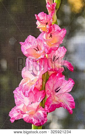 Orange Gladiolus Imbricatus Flower, Close Up