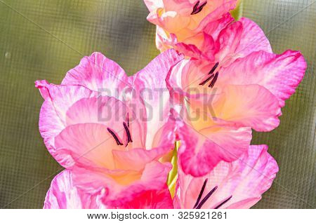 Orange Gladiolus Imbricatus Flower, Close Up