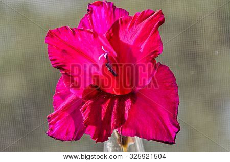 Pink Gladiolus Imbricatus Flower, Close Up